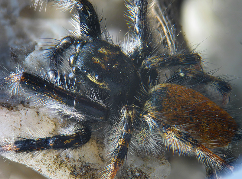 Carrhotus xanthogramma,  maschio - Lagozza di Besnate (VA)